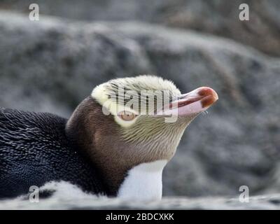 Nahaufnahme eines Gelbäugigen Pinguins / Hoiho / Tarakaka (Megadyptes Antipodes) am Ende einer Häutung in Kaikoura, Neuseeland Stockfoto