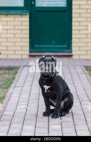 Cane-Corso-Welpe mit zugeschnittenen Ohren läuft auf dem Rasen Stockfoto