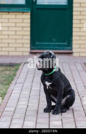 Cane-Corso-Welpe mit zugeschnittenen Ohren läuft auf dem Rasen Stockfoto