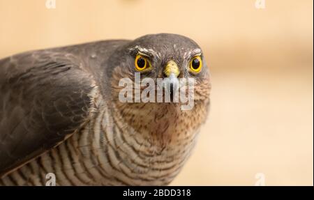 Nahaufnahme einer erwachsenen Europäerin Sparrowhawk (Accipiter nisus) auf Beute, aufgenommen in einer Wohnstraße in Prestbury, Cheltenham, England. Stockfoto