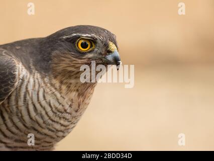 Nahaufnahme einer erwachsenen Europäerin Sparrowhawk (Accipiter nisus) auf Beute, aufgenommen in einer Wohnstraße in Prestbury, Cheltenham, England. Stockfoto