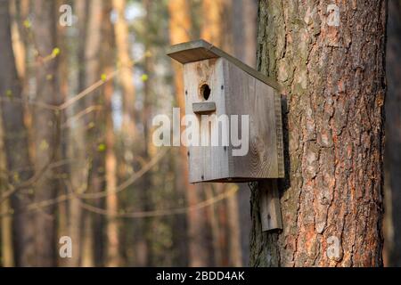 Altes Holzbirdhaus, das an einer Birke im Park hängt Stockfoto