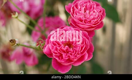 Hochwertige Rosenblüte Stockfoto