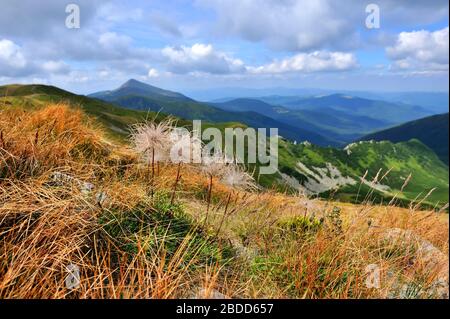 Heller Sommermorgen in den Karpaten. Fotografie mit Alpengräsern im Vordergrund Stockfoto