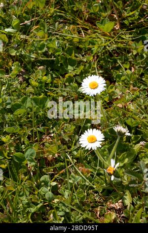 Leuchtend weiße Petalen winziger, in Gänseblümchen gekelter Rasenblumen auf der Wiese, im Fokus eine gemeinsame Gänseblümchen in der Blüte im Frühjahr Stockfoto