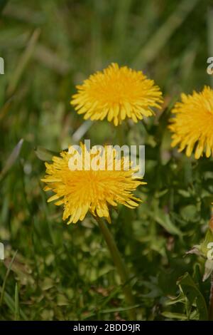 Nahaufnahme der blühenden gelben Löwenzahn im Garten als Frühlings-Hintergrund, taraxacum officinale in Blüte auf einer Wiese weichen Fokus verschwommen Stockfoto