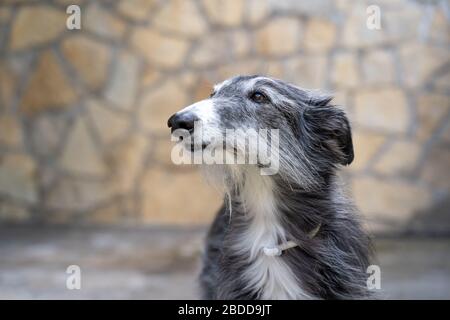 Porträt eines schwarz-weißen Windhunds mit langen Haaren und steinernem Wandhintergrund Stockfoto