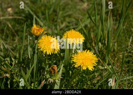 Löwenblumenpflanze im april Sonne, Nahaufnahme von blühenden gelben Taraxakumblumen im Garten als Frühlingshintergrund Stockfoto