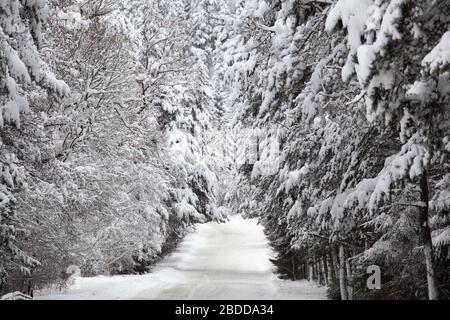 Leere verschneite Winterbergstraße, die durch einen Wald führt Stockfoto