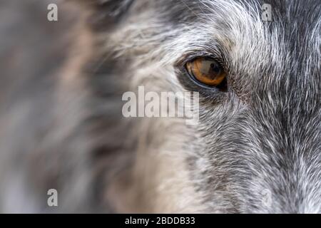 Porträt eines schwarz-weißen Windhunds mit langen Haaren und seinem braunen Auge im Detail Stockfoto