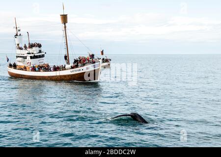 Walbeobachtung in der Bucht Skjálfandi, in der Nähe von Húsavík, Island Stockfoto