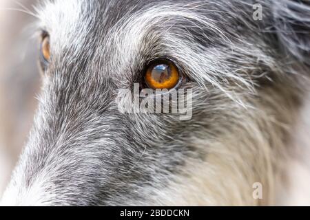 Porträt eines schwarz-weißen Windhunds mit langen Haaren und seinem braunen Auge im Detail Stockfoto