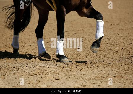 06.05.2018, Redefin, Mecklenburg-Vorpommern, Deutschland - Nahaufnahme, Pferdebeine im Galopp. 00S180506D610CAROEX.JPG [MODELLVERSION: KEINE APP Stockfoto