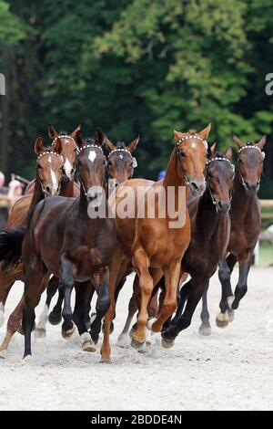 27.05.2018, Graditz, Sachsen, Deutschland - Freilauf junger Hengste bei der Gestütshow. 00S180527D718CAROEX.JPG [MODEL RELEASE: NEIN, PROPERTY RELEASE: Stockfoto