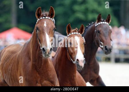 27.05.2018, Graditz, Sachsen, Deutschland - Freilauf junger Hengste bei der Gestütshow. 00S180527D709CAROEX.JPG [MODELLVERSION: NICHT ZUTREFFEND, KORREKT Stockfoto