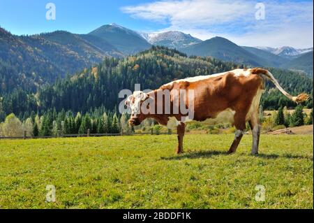 Braune Kuh mit weißem Muster auf einer Bergweide auf dem Hintergrund von Himmel und Herbstbergen. Sonniger Herbstmorgen in den Karpaten Stockfoto