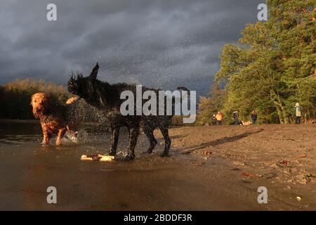 02.11.2019, Berlin, Berlin, Deutschland - gemeinsam spielende Hunde am Hundestrand von Grunewaldsee. 00S191102D104CAROEX.JPG [MODELLVERSION: NEIN, EIGENSCHAFT REL Stockfoto