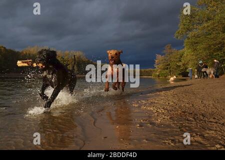 02.11.2019, Berlin, Berlin, Deutschland - Hunde, die am Hundestrand des Grunewaldsee miteinander spielen. 00S191102D103CAROEX.JPG [MODELLVERSION: NEIN, P Stockfoto