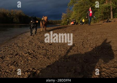 02.11.2019, Berlin, Berlin, Deutschland - gemeinsam spielende Hunde am Hundestrand von Grunewaldsee. 00S191102D101CAROEX.JPG [MODELLVERSION: NEIN, EIGENSCHAFT REL Stockfoto