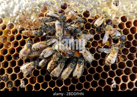 29.12.2019, Berlin, Berlin, Deutschland - Tote Honigbienen und gezogene Königin-Biene auf einem Brutkamm. 00S191229D318CAROEX.JPG [MODELLVERSION: NICHT ZUTREFFEND, PRO Stockfoto