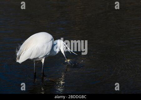 Ein kleiner Egret Egretta garzetta, der im flachen Wasser füttert. Stockfoto