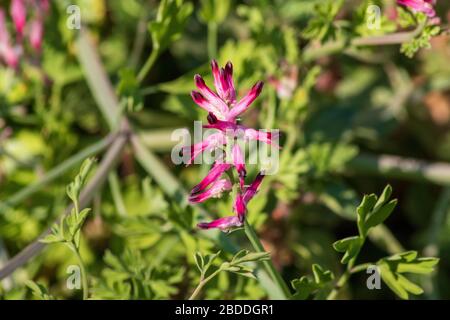 Fumaria sp. Fumitive Pflanze in Blume Stockfoto