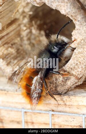 25.03.2020, Berlin, Berlin, Deutschland - Horned Mason Bee sitzt in einem Insektenhotel. 00S200325D281CAROEX.JPG [MODEL RELEASE: NICHT ZUTREFFEND, PROPERTY RELEASE Stockfoto