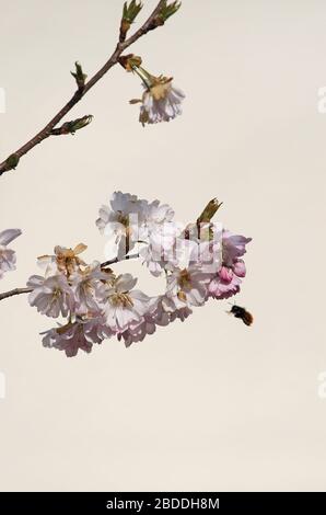 28.03.2020, Berlin, Berlin, Deutschland - gehauene Maurerbiene im Umgang mit rosafarbenen Kirschblüten. 00S200328D461CAROEX.JPG [MODELLVERSION: NICHT ZUTREFFEND, PR Stockfoto