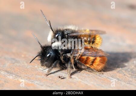 28.03.2020, Berlin, Berlin, Deutschland - männliche, hornte Maurerbiene, die auf einem Weibchen sitzt. 00S200328D530CAROEX.JPG [MODEL RELEASE: NICHT ZUTREFFEND, PROPERTY RELE Stockfoto