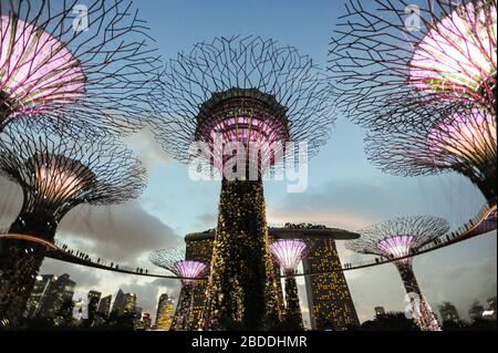 03.06.2015, Singapur, Singapur - Abendlichtshow im Parkbereich des Supertree Grove in Gardens by the Bay. Fußgängerbrücken verbinden den Stockfoto