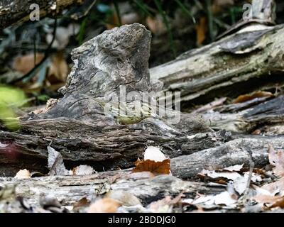 Ein Schwarzgebunde, Emberiza spodocephala, ruht auf einem umgestürzten Holzklöschchen in einem japanischen Waldpark. Stockfoto