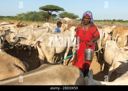 14.11.2019, Gode, Somali-Region, Äthiopien - traditionelle Rinderhaltung in der Somali-Region. Eine Frau inmitten einer brahmanischen Kuhherde. Projektdokumentation Stockfoto