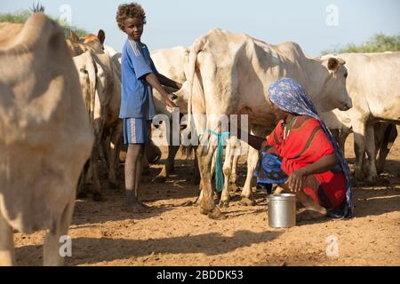 14.11.2019, Gode, Somali-Region, Äthiopien - traditionelle Rinderhaltung in der Somali-Region. Eine Frau, die inmitten einer Kuhherde eine Kuh melkt. Pr Stockfoto