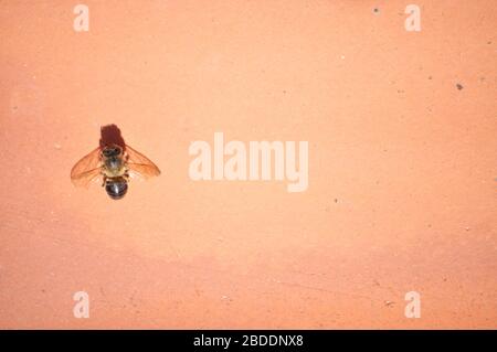 Blick nach oben mit dem Kopierraum der toten Honigbiene/Biene, die an Pestizidchemikalien stirbt Stockfoto