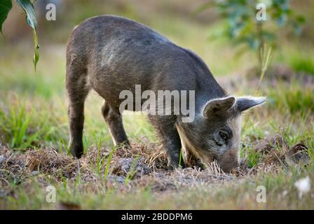 Ferkel auf HACIENDA, LOS LLANOS, Venezuela, Südamerika, Amerika Stockfoto
