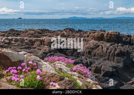 Kleine violette Blumen, die an den Klippen der Insel Skye in Schottland wachsen Stockfoto