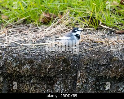 Ein japanischer Weißschwanz, Motacilla alba lugens, spaziert am Ufer eines kleinen Flusses in der Präfektur Kanagawa in Japan entlang. Stockfoto