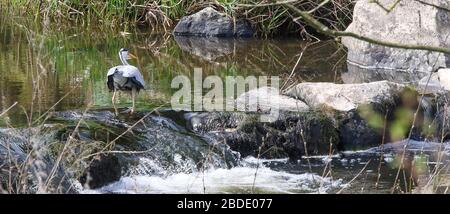 Magheralin, County Armagh, Nordirland. April 2020. Wetter in Großbritannien - ein warmer und hauptsächlich sonniger Frühlingstag in der Nähe des Dorfes Magheralin. Grauer Reiher zum Mittagessen angeln. Kredit: CAZIMB/Alamy Live News. Stockfoto