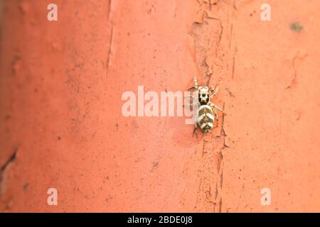 Nahaufnahme einer kleinen weißen und schwarzen Spinne Stockfoto