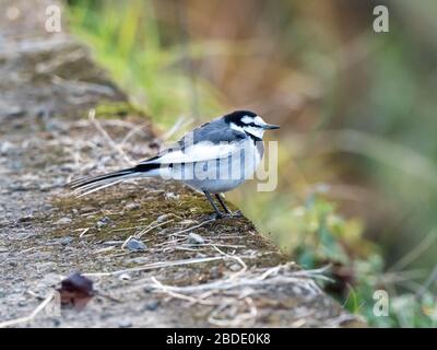 Ein japanischer Weißschwanz, Motacilla alba lugens, spaziert am Ufer eines kleinen Flusses in der Präfektur Kanagawa in Japan entlang. Stockfoto