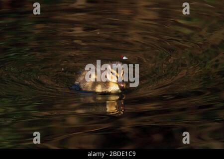 Yorkshire, Großbritannien, 08. April 2020, junger Duckling, der im Sonnenschein schwimmen kann.Credit: Richard Asquith/Alamy Live News. Stockfoto