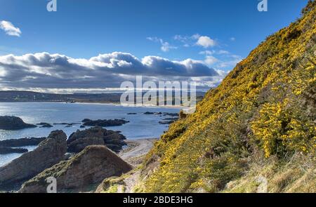 CULLEN BAY UND STRAND MORAY SCOTLAND DIE BUCHT VON DER KLIPPE ZU FUSS UND BANK OF YELLOW GORSE BLUMEN ULEX EUROPAEUS Stockfoto