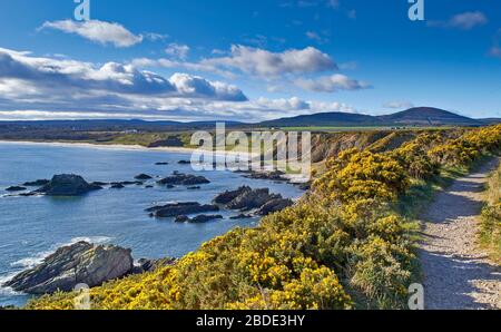 CULLEN BAY UND STRAND MORAY SCOTLAND DIE BUCHT VON DER KLIPPE ÜBER DEM FUSSWEG, DER VON DEN GELBEN GORSEBLÜTEN ULEX EUROPAEUS GESÄUMT WIRD Stockfoto