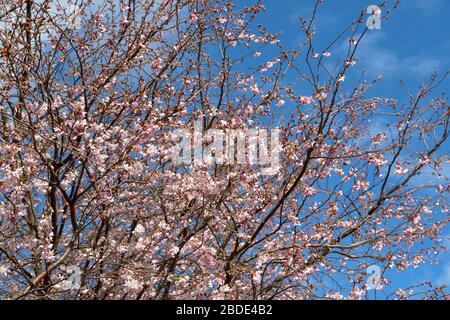 ROSA KIRSCHBLÜTE PRUNUS IM FRÜHJAHR SCHOTTLAND Stockfoto