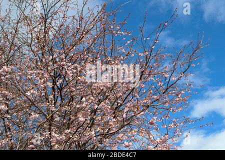 ROSA KIRSCHBLÜTE PRUNUS IM FRÜHJAHR MIT BLAUEM HIMMEL SCHOTTLAND Stockfoto