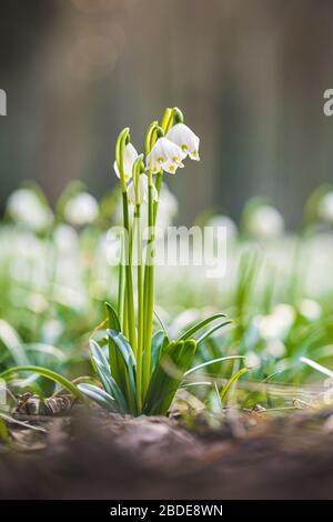 Leucojum vernum oder Frühjahr Schneeflocke - blühende weiße Blüten im Frühjahr im Wald, Nahaufnahme Makro-Bild. Stockfoto