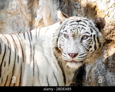 Closeup White Bengal Tiger Isoliert im Hintergrund Stockfoto