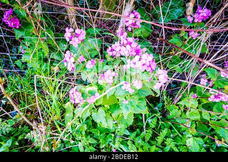 Süße William Flowers (Dianthus barbatus). Rosafarbene Blumen in einem Hedgerow Großbritannien Stockfoto