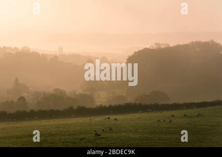 Morgennebel bei Sonnenaufgang über der Stadt Wells vom Ebbor Gorge National Nature Reserve in den Mendip Hills, Somerset, England. Stockfoto