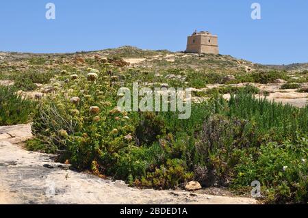 Der Dwejra Tower, einer der Küstenwachtürme von Lascaris, steht in der Nähe der Küste von Dwejra auf der Insel Gozo, Malta. Es wurde 1652 fertiggestellt. Stockfoto